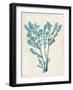 Teal Seaweed V-Grace Popp-Framed Art Print