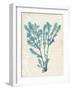 Teal Seaweed V-Grace Popp-Framed Art Print