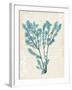 Teal Seaweed V-Grace Popp-Framed Art Print