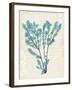 Teal Seaweed V-Grace Popp-Framed Art Print