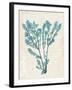 Teal Seaweed V-Grace Popp-Framed Art Print