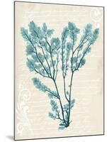 Teal Seaweed V-Grace Popp-Mounted Art Print