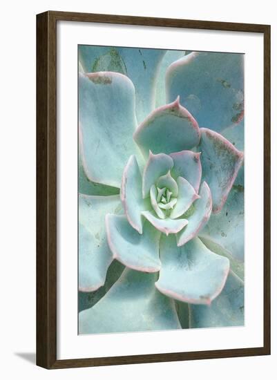 Teal Succulent Vertical-Susan Bryant-Framed Art Print