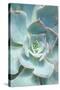 Teal Succulent Vertical-Susan Bryant-Stretched Canvas