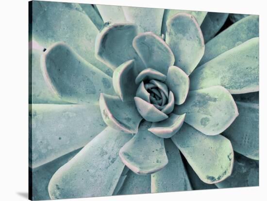 Teal Succulent-Susan Bryant-Stretched Canvas