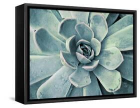 Teal Succulent-Susan Bryant-Framed Stretched Canvas