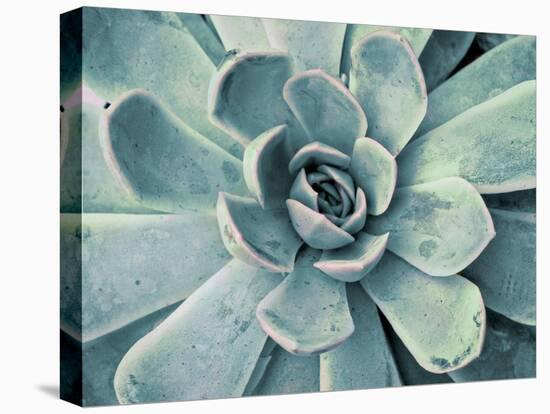 Teal Succulent-Susan Bryant-Stretched Canvas