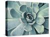 Teal Succulent-Susan Bryant-Stretched Canvas