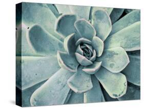Teal Succulent-Susan Bryant-Stretched Canvas