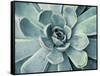 Teal Succulent-Susan Bryant-Framed Stretched Canvas