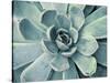 Teal Succulent-Susan Bryant-Stretched Canvas