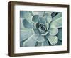 Teal Succulent-Susan Bryant-Framed Art Print