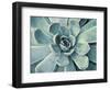 Teal Succulent-Susan Bryant-Framed Art Print