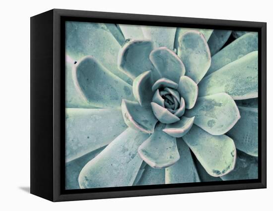 Teal Succulent-Susan Bryant-Framed Stretched Canvas