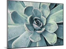 Teal Succulent-Susan Bryant-Mounted Art Print