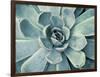 Teal Succulent-Susan Bryant-Framed Art Print