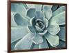 Teal Succulent-Susan Bryant-Framed Art Print