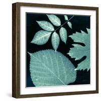 Teal Sunprint Leaves-Dan Zamudio-Framed Art Print