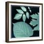 Teal Sunprint Leaves-Dan Zamudio-Framed Art Print
