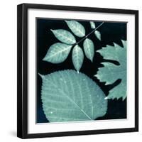 Teal Sunprint Leaves-Dan Zamudio-Framed Art Print