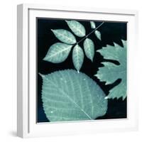 Teal Sunprint Leaves-Dan Zamudio-Framed Art Print