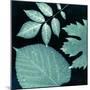 Teal Sunprint Leaves-Dan Zamudio-Mounted Art Print