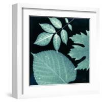 Teal Sunprint Leaves-Dan Zamudio-Framed Art Print