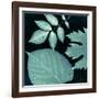 Teal Sunprint Leaves-Dan Zamudio-Framed Art Print