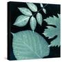 Teal Sunprint Leaves-Dan Zamudio-Stretched Canvas