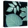 Teal Sunprint Leaves-Dan Zamudio-Stretched Canvas