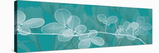 Teal Xray 4-Albert Koetsier-Stretched Canvas