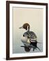 Teal-Harro Maass-Framed Giclee Print