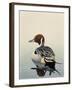 Teal-Harro Maass-Framed Giclee Print