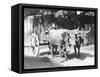 Team of Oxen, Mexico, C.1927-Tina Modotti-Framed Stretched Canvas