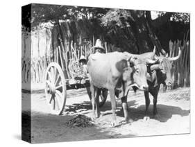 Team of Oxen, Mexico, C.1927-Tina Modotti-Stretched Canvas