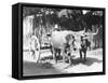 Team of Oxen, Mexico, C.1927-Tina Modotti-Framed Stretched Canvas