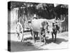 Team of Oxen, Mexico, C.1927-Tina Modotti-Stretched Canvas