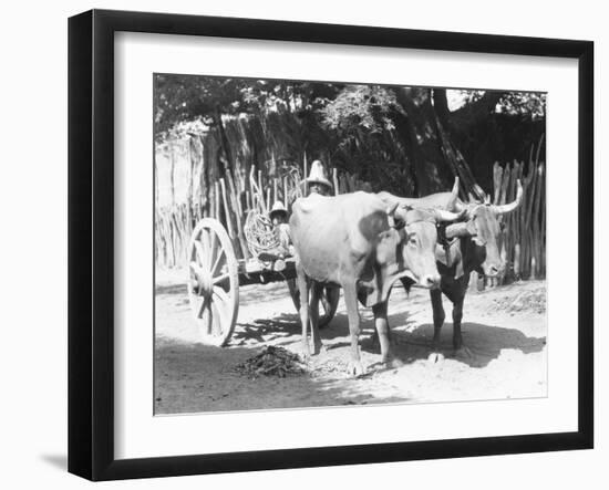 Team of Oxen, Mexico, C.1927-Tina Modotti-Framed Giclee Print