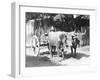 Team of Oxen, Mexico, C.1927-Tina Modotti-Framed Giclee Print