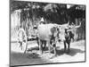 Team of Oxen, Mexico, C.1927-Tina Modotti-Mounted Giclee Print