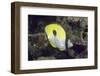 Teardrop Butterflyfish-Hal Beral-Framed Photographic Print