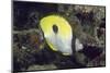 Teardrop Butterflyfish-Hal Beral-Mounted Photographic Print