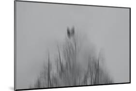 Tears of Crows-Jacob Berghoef-Mounted Photographic Print