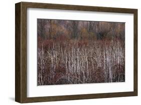 Teasel and Rosehips III-David Winston-Framed Giclee Print