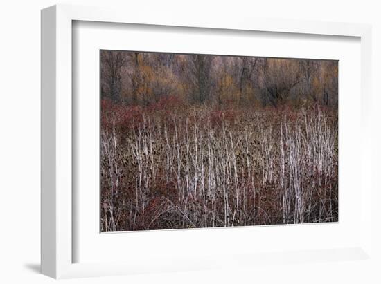 Teasel and Rosehips III-David Winston-Framed Giclee Print