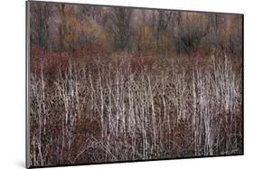 Teasel and Rosehips III-David Winston-Mounted Giclee Print