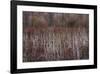 Teasel and Rosehips III-David Winston-Framed Giclee Print