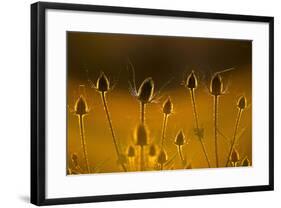 Teasel Backlit at Sunset-null-Framed Photographic Print