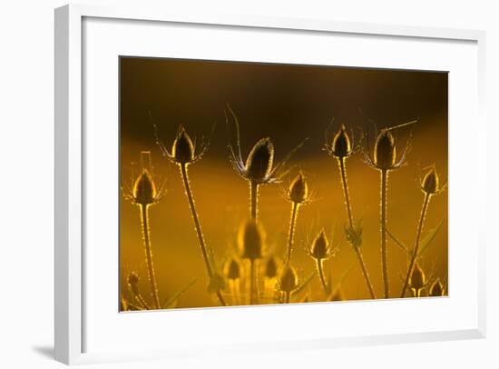 Teasel Backlit at Sunset-null-Framed Photographic Print