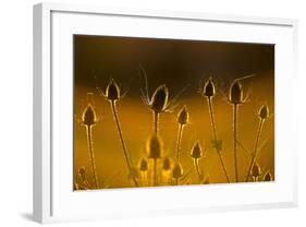 Teasel Backlit at Sunset-null-Framed Photographic Print